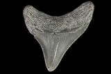 Juvenile Megalodon Tooth - Georgia #75290-1